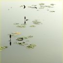 봉하의 蓮池(연지-연못) 이미지
