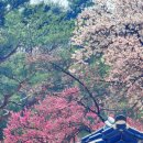 비원도서관 | 창덕궁 후원 예약하고 만개한 홍매화도 보고 온 후기