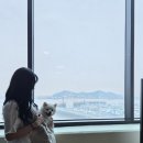 모던카 써비스 | [경기 화성] 제부도 애견동반 여행, 가방 대여까지 되는 '서해랑 케이블카' 강아지와 탑승후기!