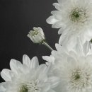태양상조(주) 네이버블로그