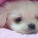 퍼피앤유 이미지