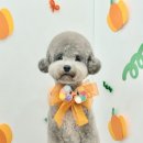 꽃단장하시개 이미지