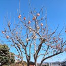 홍시가 열리면 울 엄마가 생각이 난다.~가슴이 찡하는 울 엄마가 그리워진다.울 엄마가 보고파진다' 나훈아의 ＜홍시 ＞ 노래예요. 감 이미지