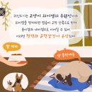 분당-253 이미지