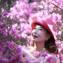 2026년 4월 5일 원미산(금송) 이미지