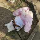 애견패션제작 | 애플멜로우 애견의류, 9kg 강아지도 예쁘게 입는 강아지드레스 봄옷 2XL