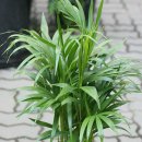 중앙꽃집 이미지