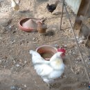 새자리농원 이미지