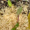 hosta first blush 이미지