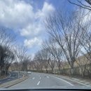 꽃;핌 | 화담숲 절망편 앙상한 나뭇가지만 구경하고 온 후기 (3/30 기준 꽃 1나개도 안핌…)