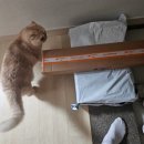 야전침대 :: westtune /알리에서 구매한 후기