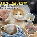 고양이민박 | 대전 고양이 호텔도 가능한 고양이민박, 무마취 미용 재방문