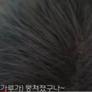 헤어팡팡 이미지