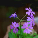 축령산아침 이미지