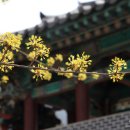 오리나무 이미지