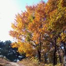 도토리나무