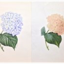 보태니컬아트(색연필화) 이미지