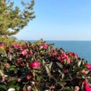 부산 가볼만한곳 - 동백꽃 명소 해운대 동백섬 이미지