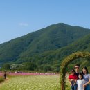 북천 공중화장실 | 하동 북천 코스모스 메밀꽃 축제 2025 총정리