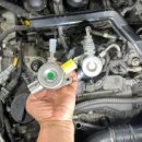 포니카센타 이미지