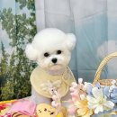 김해 강아지분양 두부네 하루 | 김해강아지분양 고마운 곳