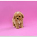 애니멀즈 강아지분양 고양이분양 천안점 이미지