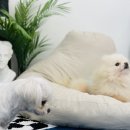 마이하우스퍼피 애견호텔유치원 이미지