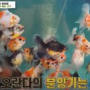 다루아쿠아 이미지