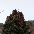 쫓비산 매화축제_20130324 이미지