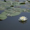 연꽃이야기 이미지