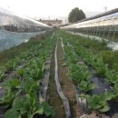 국대농장 이미지