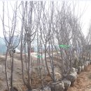 하금농장 이미지