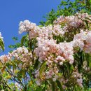 칼미아(mountain laurel) 이미지