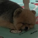 멍멍미용실 이미지