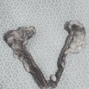 하나동물종합병원 이미지