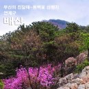 부산 연제구 배산 진달래, 동백꽃산행 이미지