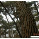 山日-휴식 | 산행후기(山行後記) 성주산 장군봉 충남 보령 땅