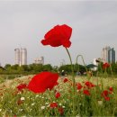 태화강 국가정원 코스 이미지