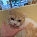 무마취 고양이 미용실 반할고양 이미지