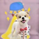 플라워퍼피 이미지