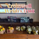 웹마트 | 2-8. 뉴질랜드 크롬웰 과일가게 웹스프루트(Webb's fruit) (ft.셀프계산, 클라우디베이 근처)