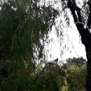 편백나무아래