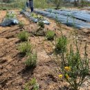 주대농장 이미지