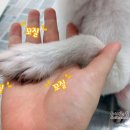 은지애견의집