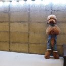 아이러브독도 이미지