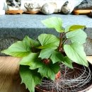 이준석 권성동 구속확정! 상상초월 통화 녹취 대참사! &#34;쉿, 이건 우리만 아는 겁니다&#34; 얼마나 다급했으면..! 현장 모두 경악..! 이미지