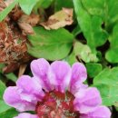 화강목장 이미지