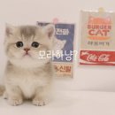 광주 고양이 분양 냥블리 광주점 이미지