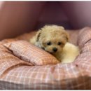 강아지와 고양이 이미지