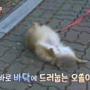 동물농장